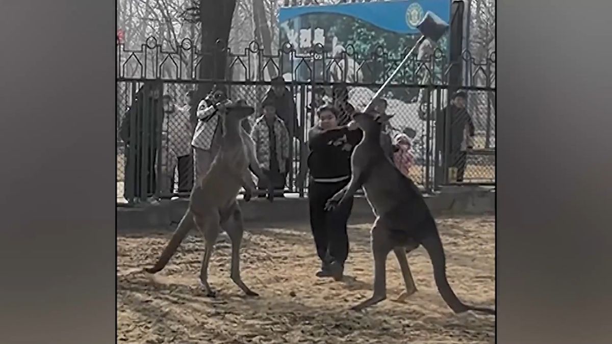 V čínské zoo se porvali klokani. Ošetřovatelka zasáhla  lopatou a přišla o místo